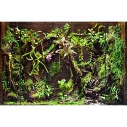 Fernwood Orchid - Podłoże do Roślin z Miękkich Korzeni Nowozelandzkich Paproci Drzewiastych