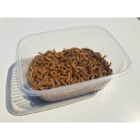 Tenebrio molitor - Live Mealworm Larvae