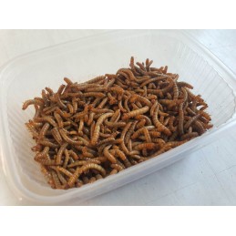 Tenebrio molitor - Live Mealworm Larvae