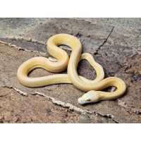 Lavender Albino Sunfire Tiger Marble – Samica