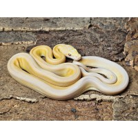 Lavender Albino Sunfire Tiger Marble – Samiec