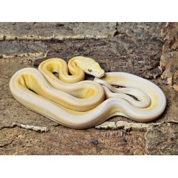 Lavender Albino Sunfire Tiger Marble – Male