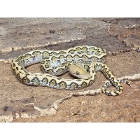 Mocha Marble Jaguar – Male