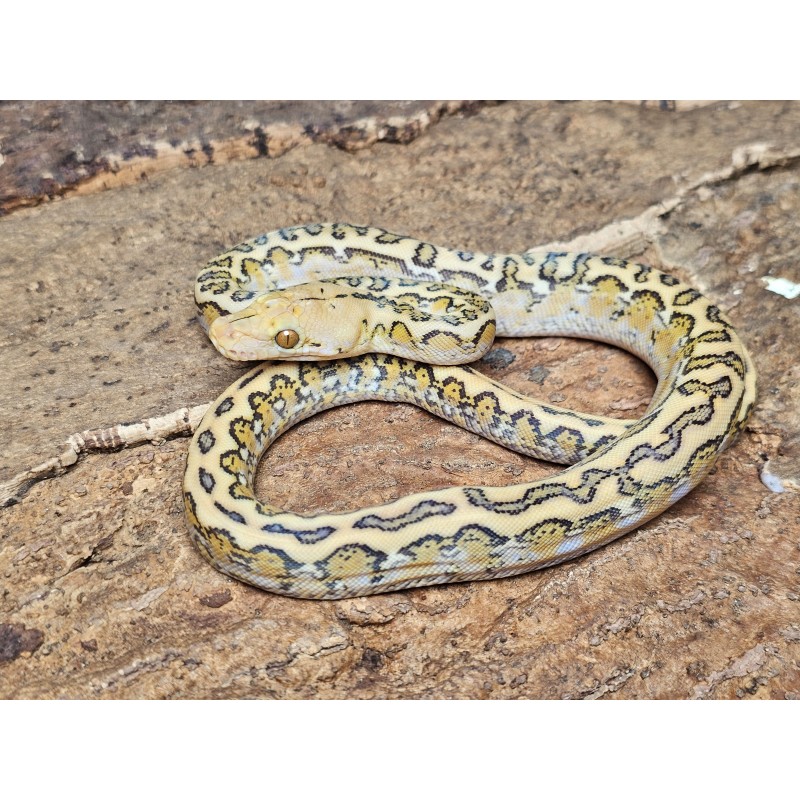 Mochino Marble Jaguar – Female