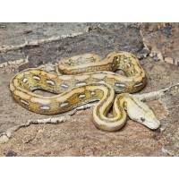 Mochino Marble Tiger – Samiec