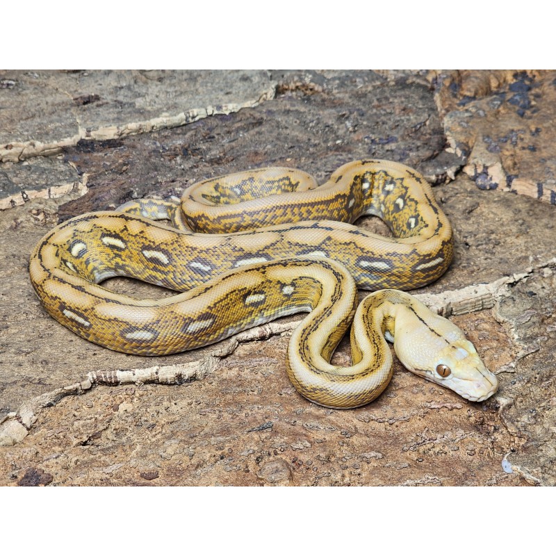 Mochino Marble Tiger – Samiec