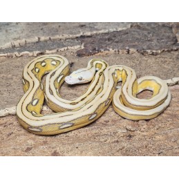 Mochino Sunfire Tiger – Female