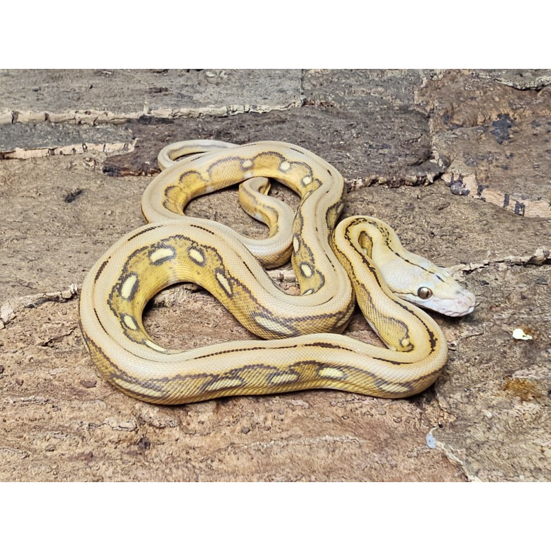 Mochino Sunfire Tiger – Samica