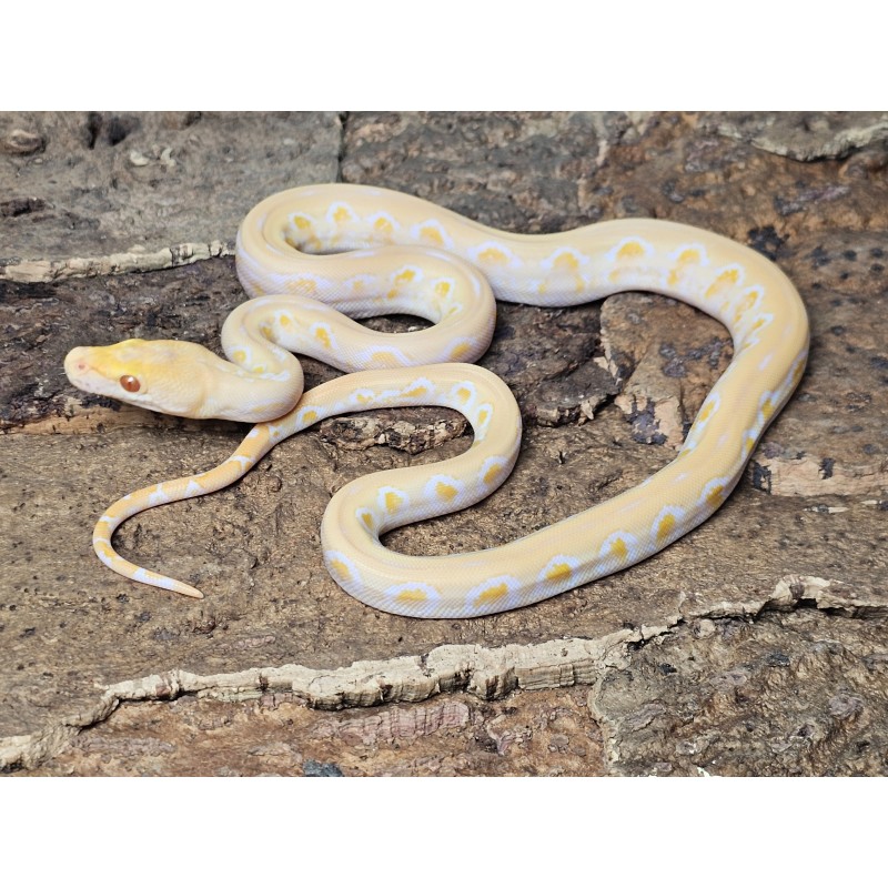 White Albino Jaguar – Samiec