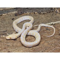 White Albino Marble Jaguar...