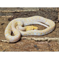 White Albino Marble Jaguar...