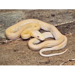 White Albino Marble Tiger – Female