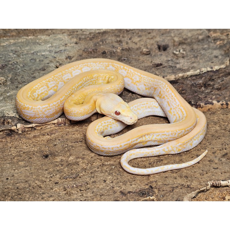 White Albino Marble Tiger – Samica