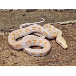 White Albino – Samica