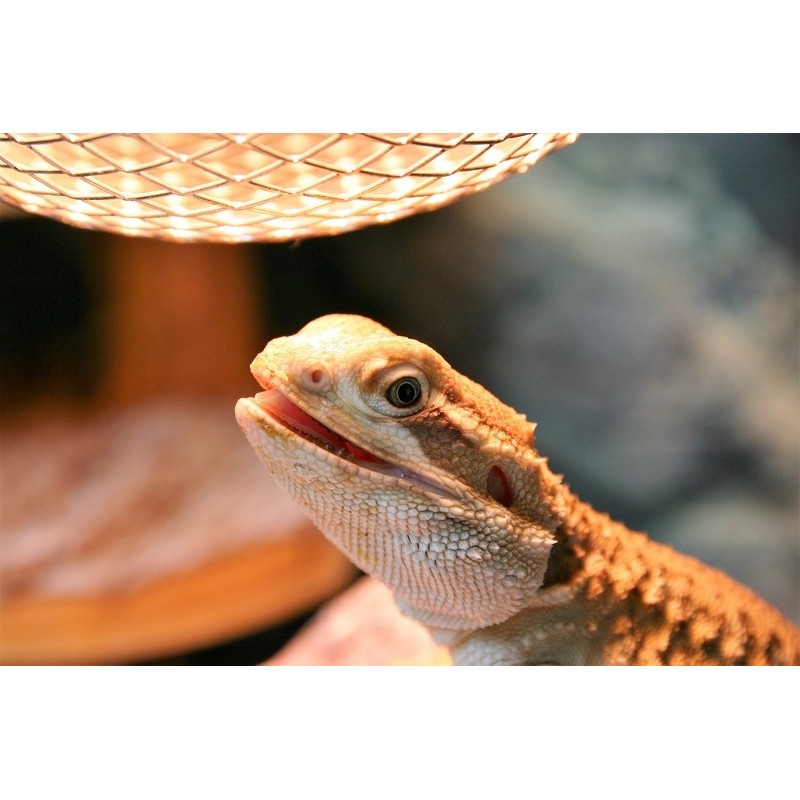 Heating Lamps for Reptiles - IMCAGES Shop